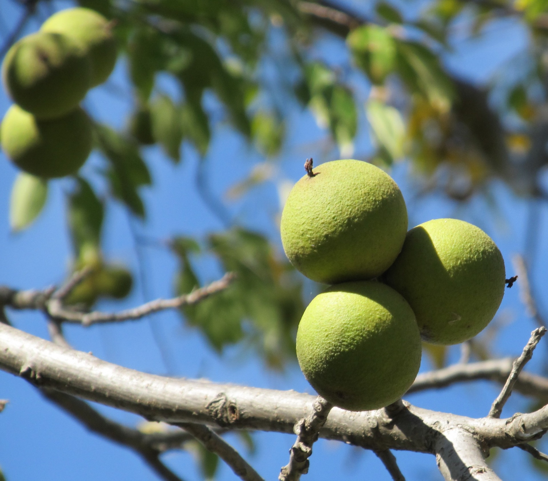 Wild Edibles Trail Jones County, Iowa