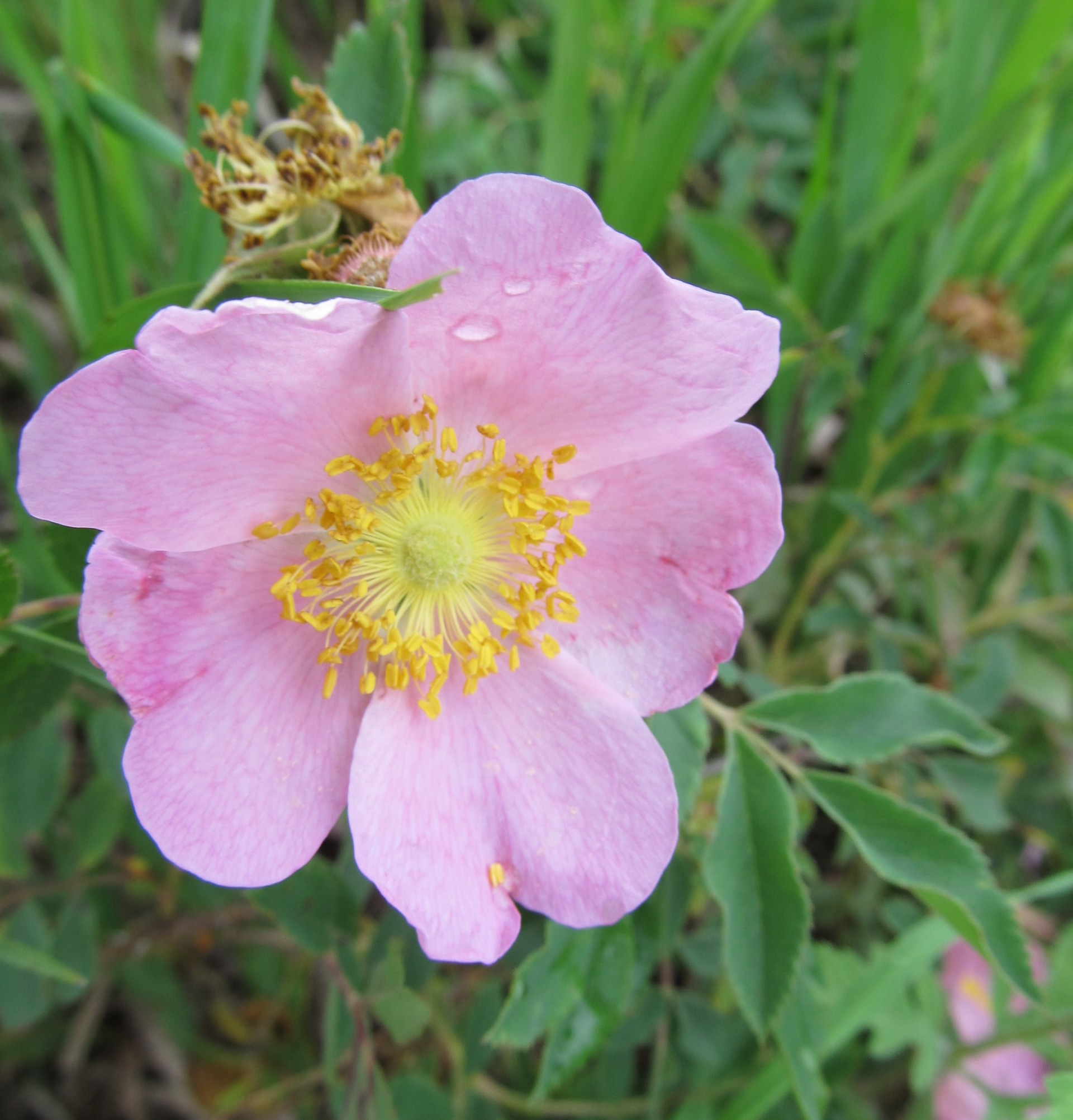 Wild Edibles Trail Jones County, Iowa